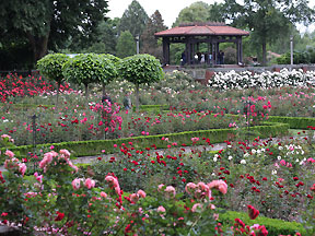 picture where Portland Dancing event Peninsula Park Rose Garden Flash Waltz is happening